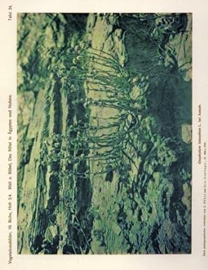 Seller image for Das Niltal in gypten und Nubien for sale by Clivia Mueller