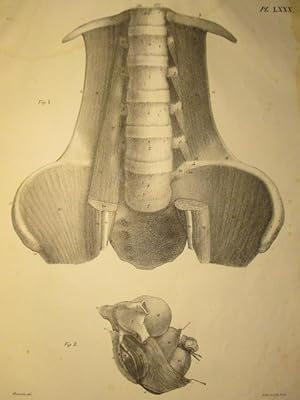 Lithographie von C. de Last nach einer Zeichnung von Haincelin, Blattgröße: 53 x 35 cm.