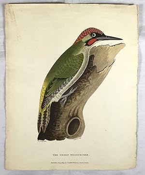 Bild des Verkufers fr The Green Woodpecker. (A coloured aquatint plate from Ornithologia Danmoniensis, or, an History of the Habits and Economy of Devonshire Birds, Parts I & II. Engraved from accurate and beautiful drawings from nature ) zum Verkauf von MJC Books