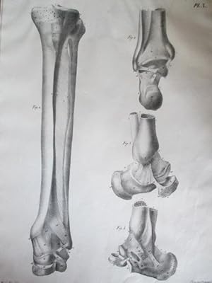 Lithographie von C. de Last nach einer Zeichnung von F. Haincelin, Blattgröße: 53 x 35 cm.