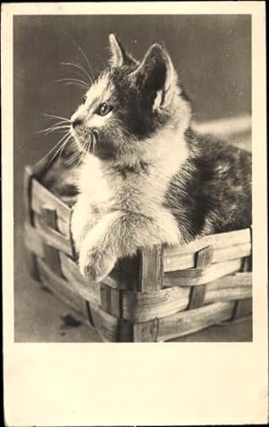 Ansichtskarte / Postkarte Katzenbaby in einem Korb, Katzenportrait