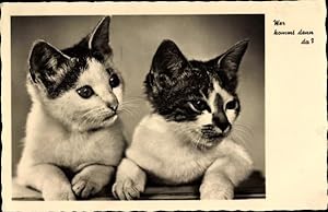 Ansichtskarte / Postkarte Wer kommt denn da, zwei Katzen, Katzenportrait