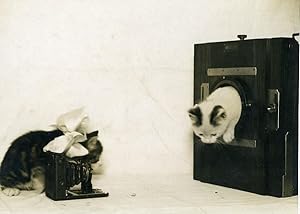France Cute Kittens Cats Photographers Camera Old Photo 1920's