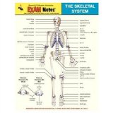 Bild des Verkufers fr Skeletal System Anatomy Exam Notes zum Verkauf von NEPO UG