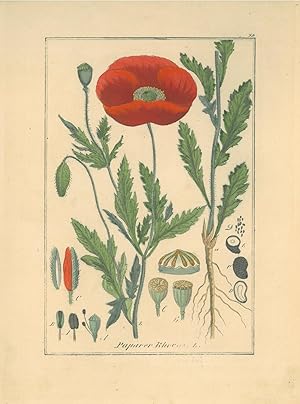 HEILPFLANZEN. - Mohn. "Papaver Rhoeas". Der Klatschmohn, auch Mohnblume oder Klatschrose genannt....