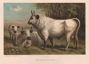 Seller image for ORIG VINTAGE COLOR PRINT/ CHILLINGHAM CATTLE for sale by Monroe Street Books