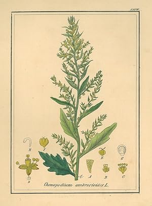 HEILPFLANZEN. - Mexikanischer Drüsengänsefuß. "Chenopodium ambrosioides". Mexikanischer Drüsengän...