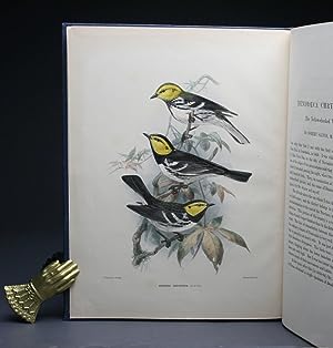 THE YELLOW CHEEKED WARBLER.