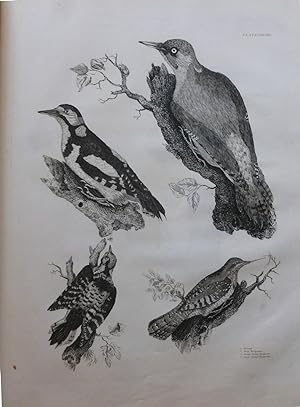 PLATES TO SELBY'S ILLUSTRATIONS OF BRITISH ORNITHOLOGY.