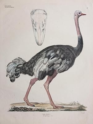 Bild des Verkufers fr Struthio Camelus [Common ostrich] zum Verkauf von Argosy Book Store, ABAA, ILAB