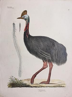Casurius galeatus [Southern cassowary]