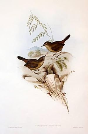 THE BIRDS OF AUSTRALIA Volume III. (Robins, Wrens, Finches) [volumed 3]