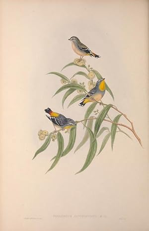 THE BIRDS OF AUSTRALIA Supplement ( All Species Discovered After Vols.I-VII).