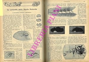 Le curiosità della Storia Naturale. Le Formiche tessitrici e giardiniere.