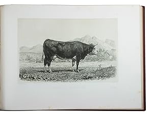 Seller image for Les races bovines. tudes zootechniques.Paris, Imprimerie Nationale, [1864]. 2 volumes (text & plates). Oblong folio (36 x 49.5 cm). With 5 hand coloured maps and 87 numbered plates. Contemporary red half morocco, gold-tooled spine, gold-blocked boards with the note "offert par le Minstre de l'Agriculture", gilt edges. for sale by ASHER Rare Books