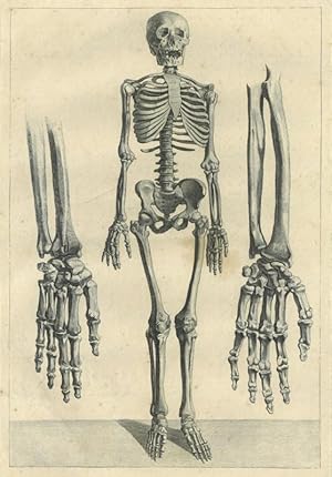 MEDIZIN. - Anatomie. Ein menschliches Skelett von vorne, sowie rechts und links davon das Skelett...