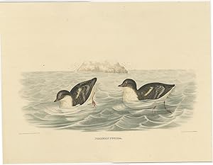 Antique bird Print of the Least Auk by D.G. Elliot (1869)