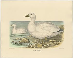 Antique Bird Print of Cassin's Snow Goose by Elliot (1869)