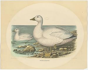 Antique Bird Print of Cassin's Snow Goose by Elliot (1869)