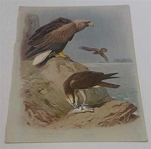 White-tailed or Sea Eagle (adult & young), Osprey, Plate 33 Lithograph