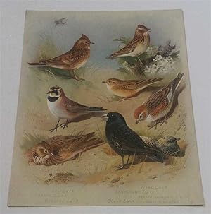 Sky-Lark, Shore-Lark, Crested Lark, etc. Lithograph (Pl. 22.)