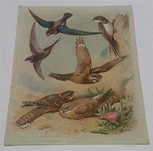 Swifts & Nightjars, Original Lithograph (Pl. 23.)