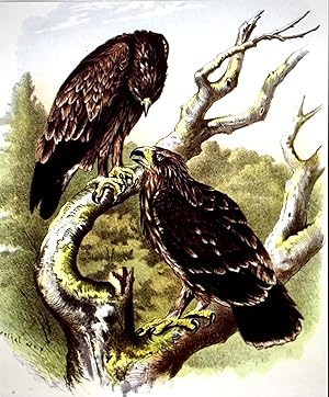 Imagen del vendedor de [Spotted Eagles]; Aquila Naevia, Briss., Schrei-Adler a la venta por Borg Antiquarian
