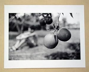 Seller image for Two Oranges DR 1997. Silber-Gelatineabzug. for sale by antiquariat peter petrej - Bibliopolium AG