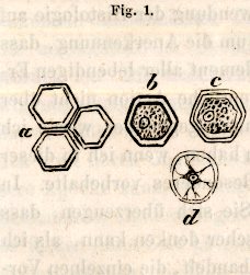 Bild des Verkufers fr Die Cellularpathologie in ihrer Begrndung auf physiologische und pathologische Gewebelehre. Zwanzig Vorlesungen gehalten whrend der Monate Februar, Mrz und April 1858 im pathologischen Institute zu Berlin. zum Verkauf von Antiq. F.-D. Shn - Medicusbooks.Com