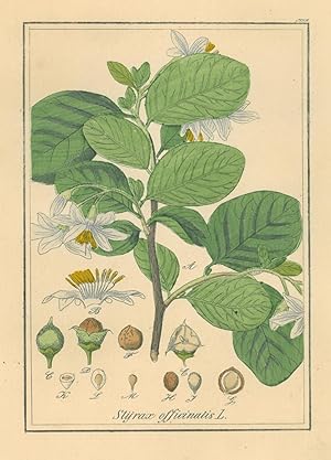 HEILPFLANZEN. - Storaxbaum. "Styrax officinailis". Echter Storaxbaum. Detaillierte Darstellung mi...