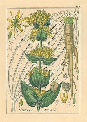 HEILPFANZEN. - Enzian. "Gentiana lutea". Gelber Enzian. Detaillierte Darstellung mit Blüten in Ge...