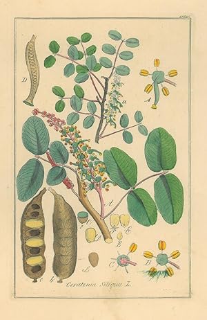 HEILPFLANZEN. - Johannisbrot. "Ceratonia siliqua". Johannisbrotbaum, auch Karubenbaum genannt.