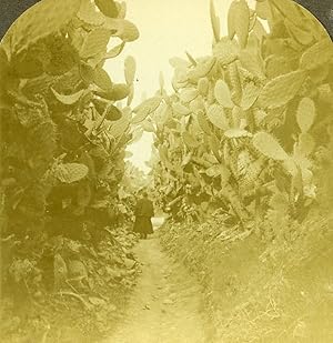 Palestine Cactus Avenue to the Well of Cana Old Stereoview Photo 1900