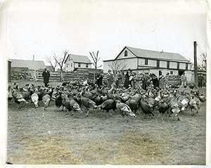 "Playing the Death March of Mr. Turkey Gobbler" - Original 1927 Photograph