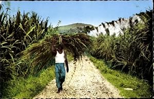 Bild des Verkufers fr Ansichtskarte / Postkarte Martinique, Arbeiter auf blhendem Zuckerrohrfeld zum Verkauf von akpool GmbH