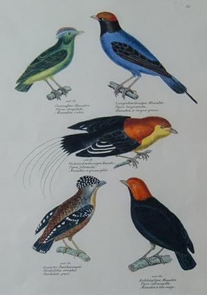 Vögel: Panthervogel, Manakin, altcol.Stich des 19.Jh.