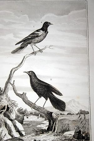 Imagen del vendedor de OISEAUX BUFFON GRAVURE BALTIMORE TROUPIALE NOIR 1835 BF76 a la venta por Librairie RAIMOND