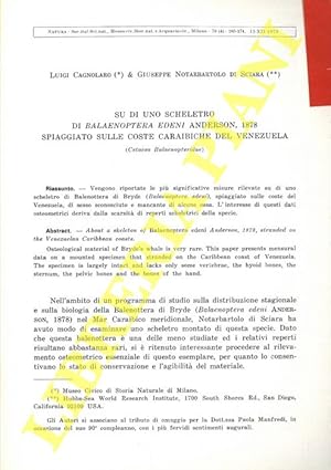 Seller image for Su di uno scheletro di Balenoptera edeni Anderson, 1878 spiaggiato sulle coste caraibiche del Venezuela (Cetacea Balaenopteridae) . for sale by Libreria Piani