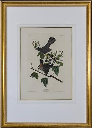 Immagine del venditore per Birds of America. Cat Bird, Turdus Felivox (Plate CXXVIII) venduto da Symonds Rare Books Ltd
