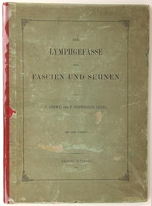 Die Lymphgefässe der Fascien und Sehnen.