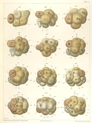 Die Entwickelung von Ascaris megalocephala mit besonderer Rücksicht auf die Kernverhältnisse.