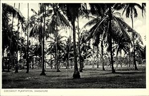 Bild des Verkufers fr Ansichtskarte / Postkarte Singapur, Cocoanut Plantation zum Verkauf von akpool GmbH