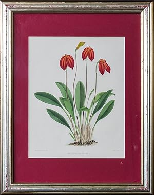 Seller image for The Orchid Album, comprising coloured figures and descriptions of new, rare, and beautiful orchidaceous plants [12 FRAMED LITHOGRAPHS] for sale by Symonds Rare Books Ltd