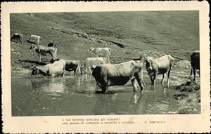 Bild des Verkäufers für Ansichtskarte / Postkarte Rinder, Trinken am Ufer, Almpartie zum Verkauf von akpool GmbH