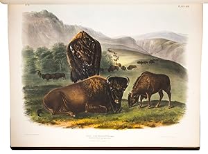 Imagen del vendedor de The viviparous quadrupeds of North America.New York, John James Audubon, 1845-1848. 3 volumes. Large 1mo (7055 cm). With 150 striking coloured plates, all lithographed on stone, printed and coloured by J.T. Bowen of Philadelphia, after drawings by after John James and John Woodhouse Audubon, and the backgrounds after Victor Audubon. Each volume also with a title-page and a list of contents. Late 19th-century black morocco. a la venta por Antiquariaat FORUM BV