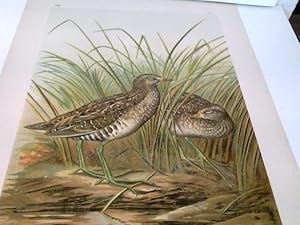 Ortygometra porzana (L.) - Gesprenkeltes Sumpfhuhn: Alter Vogel, junger Vogel im Herbst. Natürl. ...