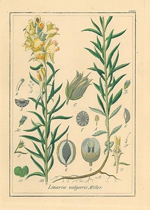 HEILPFLANZEN. - Leinkraut. "Linaria vulgaris". Echtes Leinkraut, auch Kleines Löwenmaul sowie Fra...