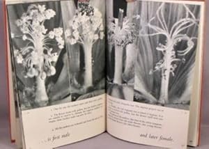 Bild des Verkufers fr The Hidden Life of Flowers. zum Verkauf von Bucks County Bookshop IOBA