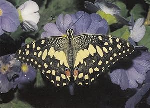 Papilio Demodocus Butterfly Butterflies Postcard