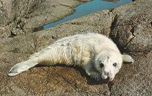 Baby Seal at Isle Of Scilly Postcard